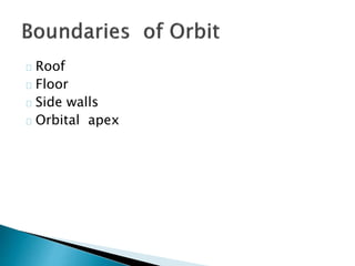 Roof 
Floor 
Side walls 
Orbital apex 
 