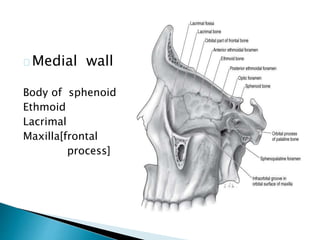 Medial wall 
Body of sphenoid 
Ethmoid 
Lacrimal 
Maxilla[frontal 
process] 
 