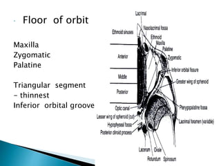  Floor of orbit 
Maxilla 
Zygomatic 
Palatine 
Triangular segment 
- thinnest 
Inferior orbital groove 
 