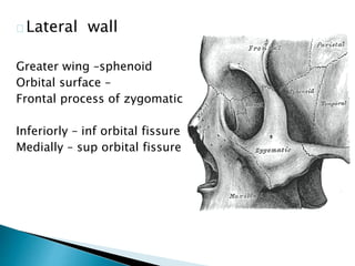 Lateral wall 
Greater wing –sphenoid 
Orbital surface – 
Frontal process of zygomatic 
Inferiorly – inf orbital fissure 
Medially – sup orbital fissure 
 