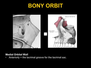 BONY ORBIT Medial Orbital Wall Anteriorly = the lacrimal groove for the lacrimal sac. 