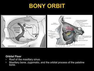 BONY ORBIT Orbital Floor Roof of the maxillary sinus. Maxillary bone, zygomatic, and the orbital process of the palatine bone.  