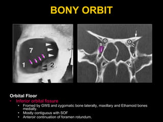 BONY ORBIT Orbital Floor Inferior orbital fissure Fromed by GWS and zygomatic bone laterally, maxillary and Ethamoid bones medially. Mostly contiguous with SOF Anteroir continuation of foramen rotundum. 