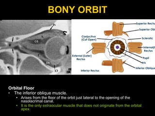 BONY ORBIT Orbital Floor The inferior oblique muscle. Arises from the floor of the orbit just lateral to the opening of the nasolacrimal canal. It is the only extraocular muscle that does not originate from the orbital apex. 