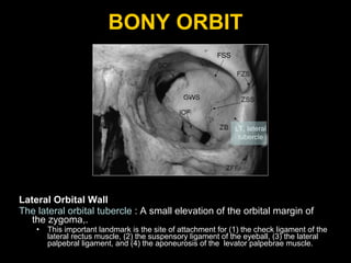 BONY ORBIT Lateral Orbital Wall The lateral orbital tubercle  : A small elevation of the orbital margin of the zygoma,. This important landmark is the site of attachment for (1) the check ligament of the lateral rectus muscle, (2) the suspensory ligament of the eyeball, (3) the lateral palpebral ligament, and (4) the aponeurosis of the  levator palpebrae muscle. 