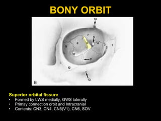 BONY ORBIT Superior orbital fissure Formed by LWS medially, GWS laterally Primay connection orbit and Intracranial Contents: CN3, CN4, CN5(V1), CN6, SOV 