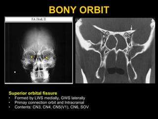 BONY ORBIT Superior orbital fissure Formed by LWS medially, GWS laterally Primay connection orbit and Intracranial Contents: CN3, CN4, CN5(V1), CN6, SOV 