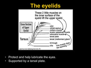 The eyelids Protect and help lubricate the eyes.  Supported by a tarsal plate.  