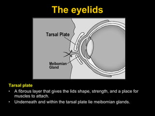 The eyelids Tarsal plate A fibrous layer that gives the lids shape, strength, and a place for muscles to attach. Underneath and within the tarsal plate lie meibomian glands.  