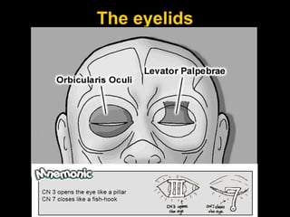 The eyelids 