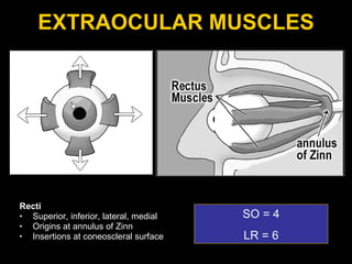 EXTRAOCULAR MUSCLES Recti Superior, inferior, lateral, medial Origins at annulus of Zinn Insertions at coneoscleral surface SO = 4 LR = 6 