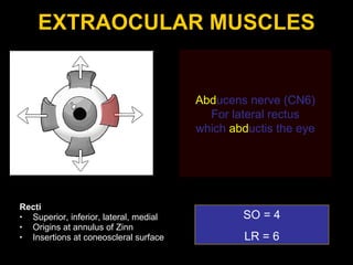 EXTRAOCULAR MUSCLES Recti Superior, inferior, lateral, medial Origins at annulus of Zinn Insertions at coneoscleral surface SO = 4 LR = 6 Abd ucens nerve (CN6) For lateral rectus which  abd uctis the eye 