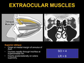 EXTRAOCULAR MUSCLES Superior oblique Origin at medial margin of annulus of Zinn. courses nasally through trochlea at superomedial rim. Inserts posterolaterally on sclera superiorly. SO = 4 LR = 6 