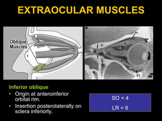 EXTRAOCULAR MUSCLES Inferior oblique   Origin at anteroinferior orbital rim. Insertion posterolaterally on sclera inferiorly. SO = 4 LR = 6 