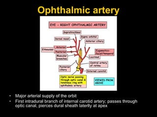 Ophthalmic artery Major arterial supply of the orbit First intradural branch of internal carotid artery; passes through optic canal, pierces dural sheath laterlly at apex 