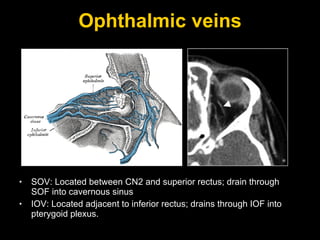 Ophthalmic veins SOV: Located between CN2 and superior rectus; drain through SOF into cavernous sinus IOV: Located adjacent to inferior rectus; drains through IOF into pterygoid plexus. 