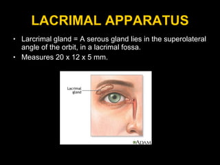 LACRIMAL APPARATUS Larcrimal gland = A serous gland lies in the superolateral angle of the orbit, in a lacrimal fossa.  Measures 20 x 12 x 5 mm. 