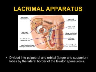 LACRIMAL APPARATUS Divided into palpebral and orbital (larger and supperior) lobes by the lateral border of the levator aponeurosis. 