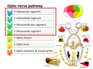 Optic nerve pathway 