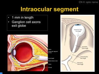 Intraocular segment 1 mm in length Ganglion cell axons exit globe CN II: optic nerve 