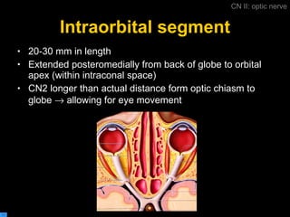 Intraorbital segment 20-30 mm in length Extended posteromedially from back of globe to orbital apex (within intraconal space) CN2 longer than actual distance form optic chiasm to globe    allowing for eye movement CN II: optic nerve 