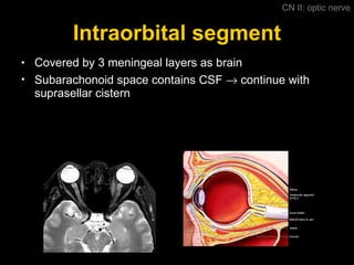 Intraorbital segment Covered by 3 meningeal layers as brain  Subarachonoid space contains CSF    continue with suprasellar cistern CN II: optic nerve 