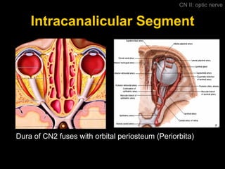 Intracanalicular Segment CN II: optic nerve Dura of CN2 fuses with orbital periosteum (Periorbita) 