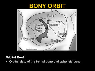 BONY ORBIT Orbital Roof Orbital plate of the frontal bone and sphenoid bone.  