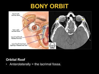 BONY ORBIT Orbital Roof Anterolaterally = the lacrimal fossa.  