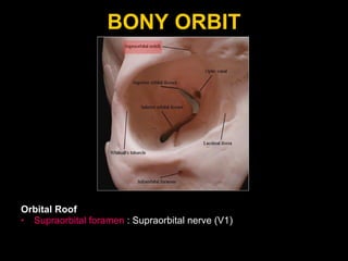 BONY ORBIT Orbital Roof Supraorbital foramen  : Supraorbital nerve (V1) 