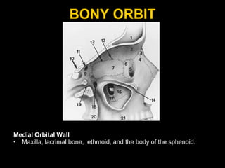 BONY ORBIT Medial Orbital Wall Maxilla, lacrimal bone,  ethmoid, and the body of the sphenoid.  