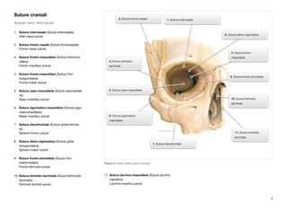 Suture craniali 
(Suturae cranii), Skull sutures 
1. Sutura internasale (Sutura internasalis) 
Inter-nasal suture 
2. Sutura fronto-nasale (Sutura frontonasalis) 
Fronto-nasal suture 
3. Sutura fronto-mascellare (Sutura frontoma-xillaris) 
Fronto-maxillary suture 
4. Sutura fronto-mascellare (Sutura fron-tozygomatica) 
Fronto-malar sutura 
5. Sutura naso-mascellare (Sutura nasomaxilla-ris) 
Naso-maxillary suture 
6. Sutura zigomatico-mascellare (Sutura zygo-maticomaxillaris) 
Malar-maxillary suture 
7. Sutura sfenofrontale (Sutura sphenofronta-lis) 
Spheno-fronto suture 
8. Sutura sfeno-zigomatica (Sutura sphe-nozygomatica) 
Spheno-malar suture 
9. Sutura fronto-etmoidale (Sutura fron-toethmoidalis) 
Fronto-ethmoid suture 
10. Sutura etmoido-lacrimale (Sutura ethmoido-lacrimalis) 
Ethmoid-lacimal suture 
11. Sutura lacrimo-mascellare (Sutura lacrimo-maxillaris) 
Lacrimo-maxillry suture 
6 
4. Sutura etmoido-lacrimale 
5. Sutura naso-mascellare 
7. Sutura sfenofrontale 
6. Sutura zigomatico-mascellare 
8. Sutura sfeno-zigomatica 
10. Sutura etmoido-lacrimale 
11. Sutura etmoido-lacrimale 
2. Sutura fronto-nasale 1. Sutura internasale 
3. Sutura fronto-mascellare 
9. Sutura fronto-etmoidale 
Figura 3 Orbita destra piano frontale 
 