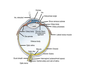 Orbit Optima Orbita | PPT