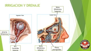 IRRIGACION Y DRENAJE
Arteria
Oftálmica
Art.
Carótida
interna
Vena
Oftálmica
Superior
Vena
Oftálmica
Inferior
Plexo
pterigoideo
 