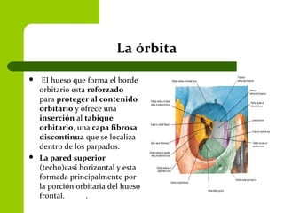 La órbita
 EI hueso que forma el borde
orbitario esta reforzado
para proteger al contenido
orbitario y ofrece una
inserción al tabique
orbitario, una capa fibrosa
discontinua que se localiza
dentro de los parpados.
 La pared superior
(techo)casi horizontal y esta
formada principalmente por
la porción orbitaria del hueso
frontal. .
 