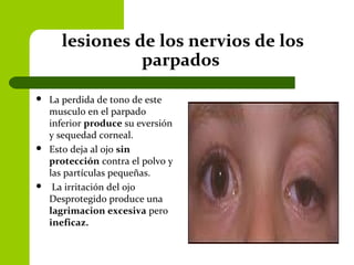 lesiones de los nervios de los
parpados
 La perdida de tono de este
musculo en el parpado
inferior produce su eversión
y sequedad corneal.
 Esto deja al ojo sin
protección contra el polvo y
las partículas pequeñas.
 La irritación del ojo
Desprotegido produce una
lagrimacion excesiva pero
ineficaz.
 