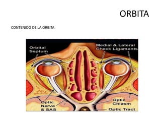 Orbita anatomia fracturas tratamiento qx | PPTX