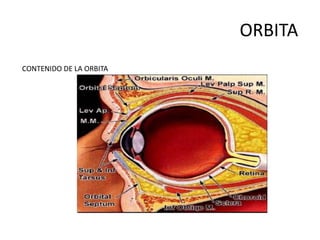 Orbit Optima Orbita anatomia fracturas tratamiento qx | PPTX