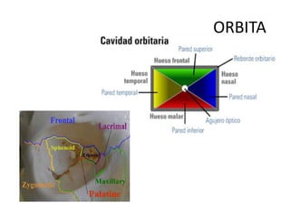 Orbita anatomia fracturas tratamiento qx | PPTX