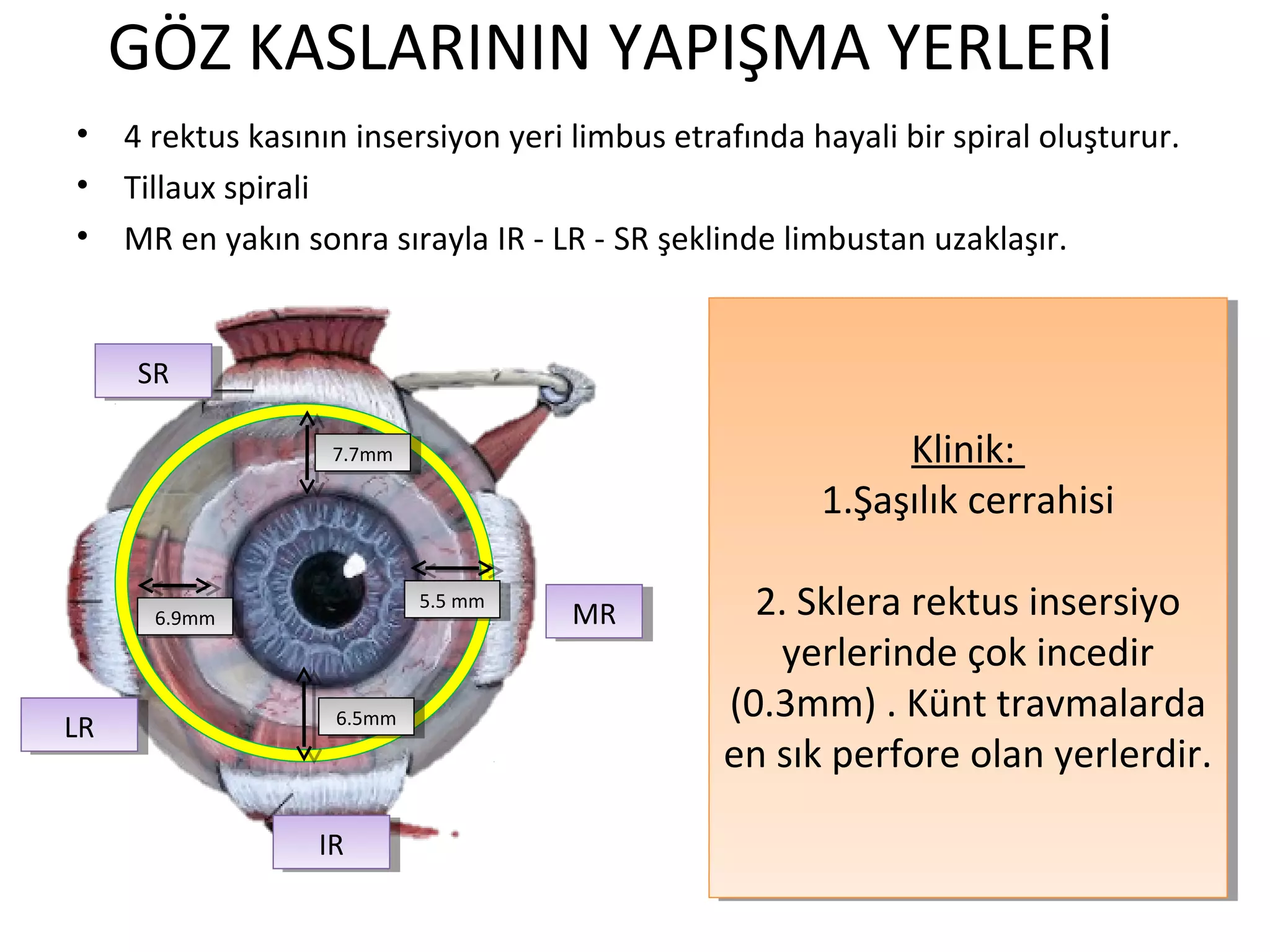 Orbita anatomisi | PPT
