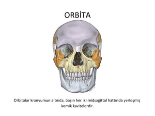 Orbita anatomisi | PPT