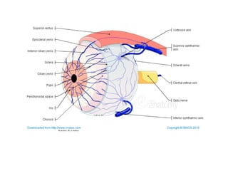 Orbita anatomisi | PPT
