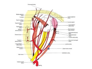 Orbita anatomisi | PPT