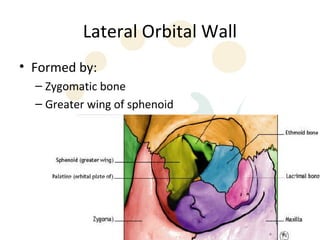 Lateral Orbital Wall
• Formed by:
  – Zygomatic bone
  – Greater wing of sphenoid




                                 11
 