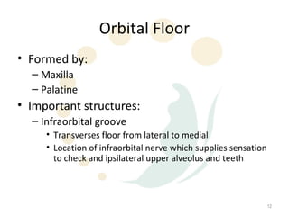 Orbital Floor
• Formed by:
  – Maxilla
  – Palatine
• Important structures:
  – Infraorbital groove
     • Transverses floor from lateral to medial
     • Location of infraorbital nerve which supplies sensation
       to check and ipsilateral upper alveolus and teeth



                                                                 12
 