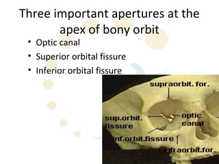 Three important apertures at the
       apex of bony orbit
 • Optic canal
 • Superior orbital fissure
 • Inferior orbital fissure




                                   14
 