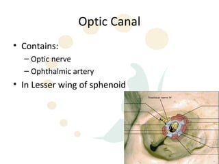 Optic Canal
• Contains:
  – Optic nerve
  – Ophthalmic artery
• In Lesser wing of sphenoid




                               15
 