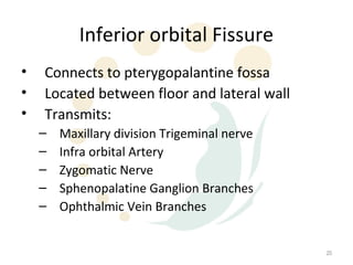 Inferior orbital Fissure
•   Connects to pterygopalantine fossa
•   Located between floor and lateral wall
•   Transmits:
    –   Maxillary division Trigeminal nerve
    –   Infra orbital Artery
    –   Zygomatic Nerve
    –   Sphenopalatine Ganglion Branches
    –   Ophthalmic Vein Branches


                                              20
 