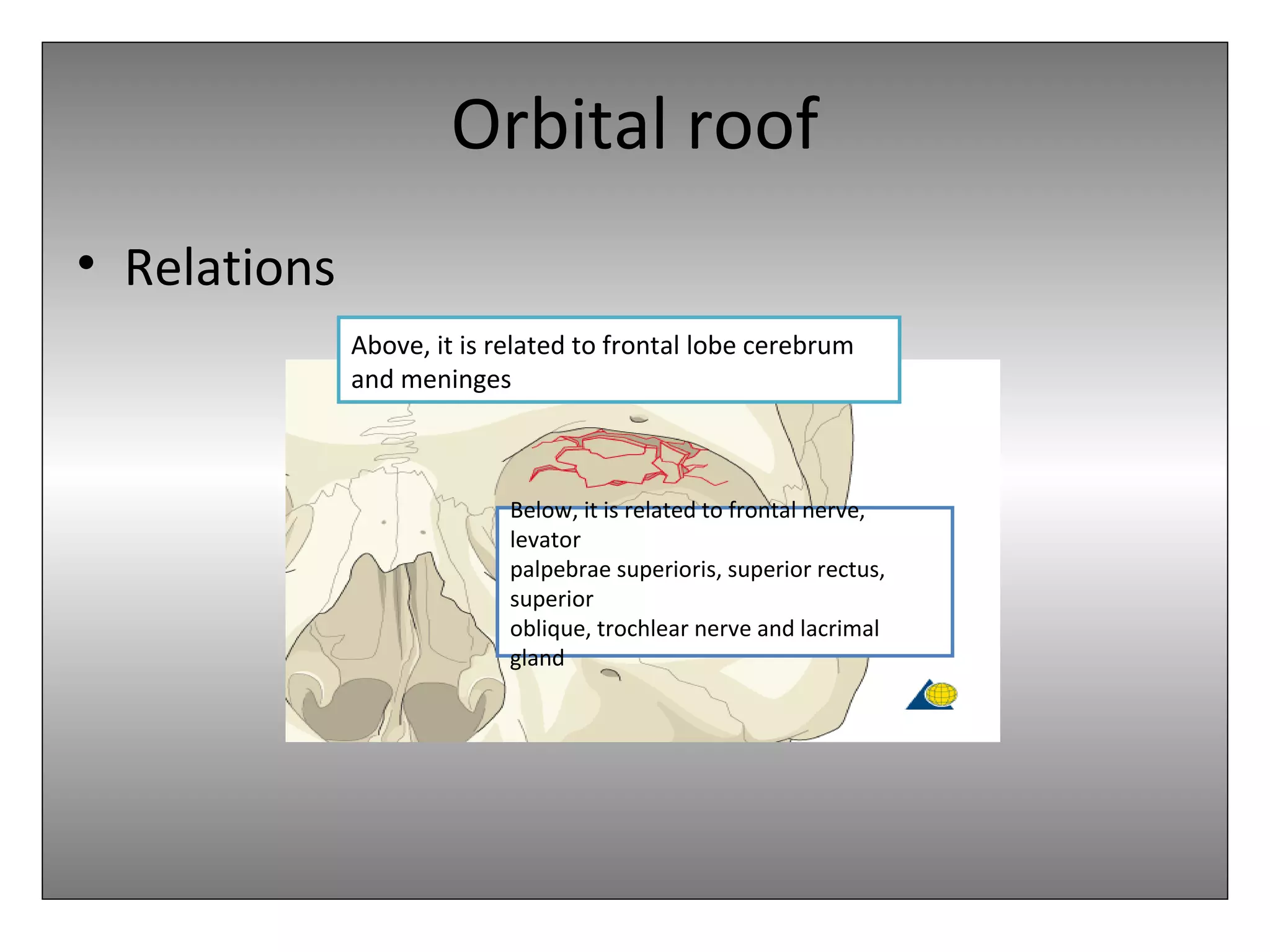 Orbital Rook To Rook Orbital anatomy | PPT