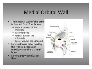 Medial Orbital Wall
• Then medial wall of the orbit
is formed from four bones:
– Frontal process of the
maxillary
– Lacrimal bone
– Orbital plate of the
ethmoidal
– Lesser wing of the sphenoid
• Lacrimal fossa is formed by
the frontal process of
maxillary and the lacrimal
bone.
• Lamina papyracea(paper
thin
 